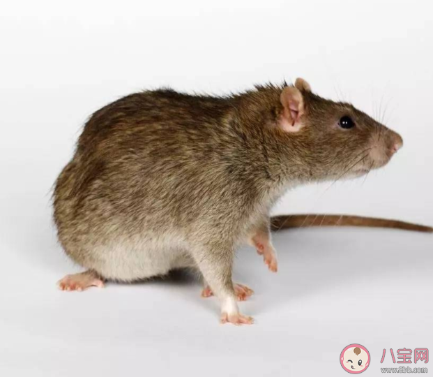 十二生肖为何有鼠没猫 老鼠为什么排在最前面 十二生肖为何有鼠没猫 老鼠为什么排在最前面