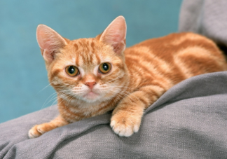 十二生肖为何有鼠没猫 老鼠为什么排在最前面