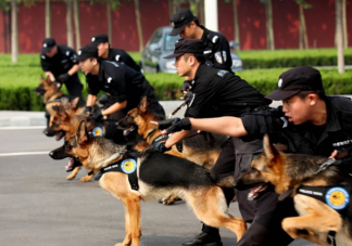 在小路上偶遇警犬能摸吗 警犬一般有哪些品种