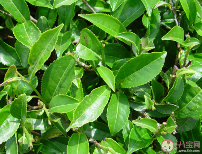 世界茶树发源地的核心地区在哪个地方 蚂蚁新村5月10日正确答案 世界茶树发源地的核心地区在哪个地方 蚂蚁新村5月10日正确答案