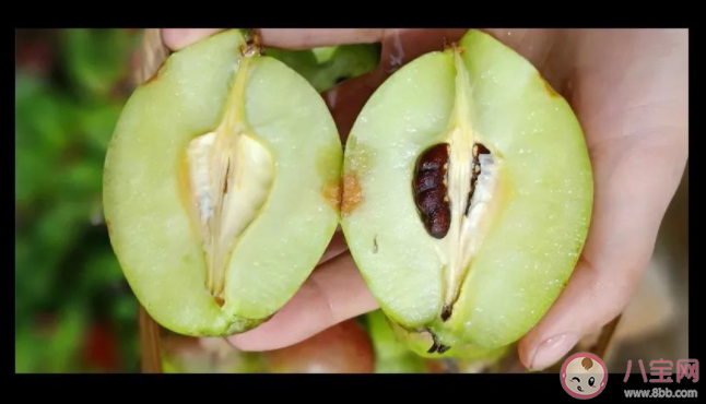 多依果就是苹果对吗 蚂蚁新村5月11日答案