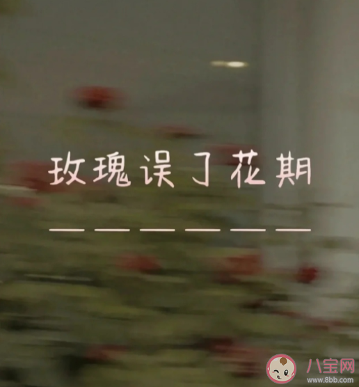 玫瑰误了花期下一句文案合集 玫瑰误了花期浪漫伤感文案