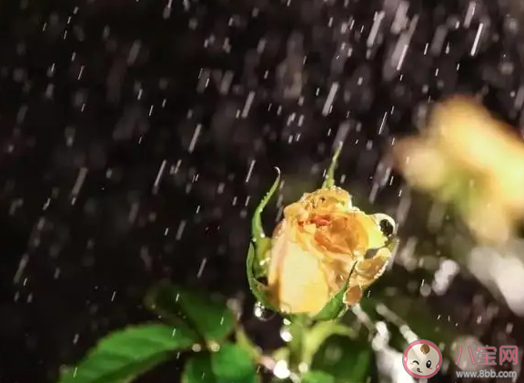 为什么觉得下雨天特别治愈 喜欢下雨天的原因是什么 为什么觉得下雨天特别治愈 喜欢下雨天的原因是什么