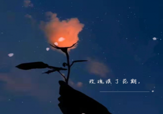 玫瑰误了花期下一句文案合集 玫瑰误了花期浪漫伤感文案