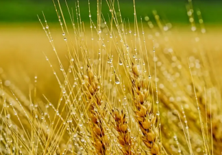 如何看待割小麦做青贮饲料 小麦应该成为青储饲料吗