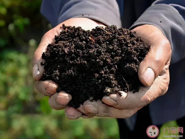 黑土是因为土壤中含有充分的腐殖质所以黑吗 蚂蚁新村5月12日正确答案 黑土是因为土壤中含有充分的腐殖质所以黑吗 蚂蚁新村5月12日正确答案