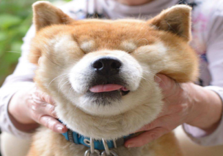 为什么一看到可爱的东西就想rua 这是什么心理行为