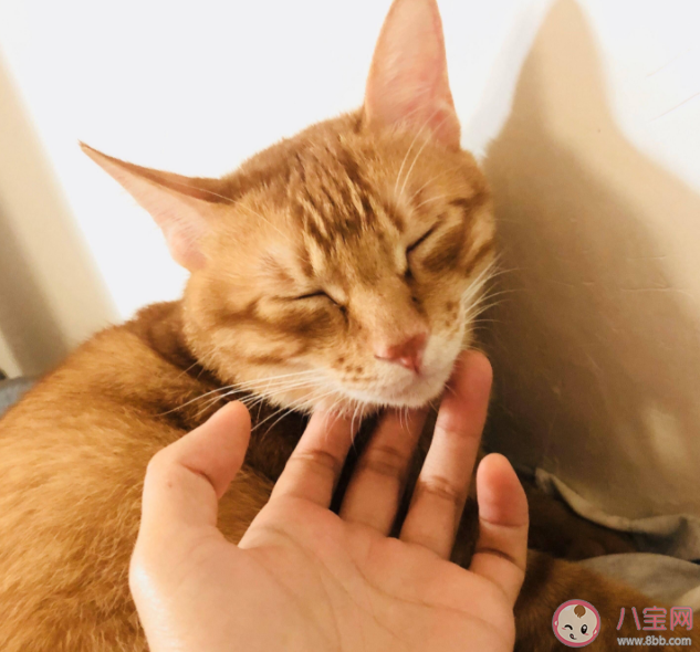 猫咪叫主人起床的方式 猫咪为什么喜欢半夜吵醒铲屎官