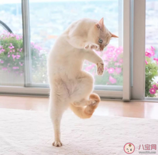 猫咪叫主人起床的方式 猫咪为什么喜欢半夜吵醒铲屎官