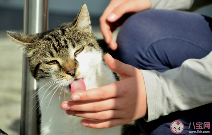 猫咪叫主人起床的方式 猫咪为什么喜欢半夜吵醒铲屎官