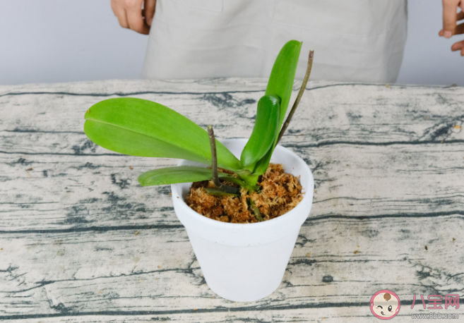 下列哪种花不适合过多晒太阳要适时搬进屋 蚂蚁庄园5月18日答案介绍