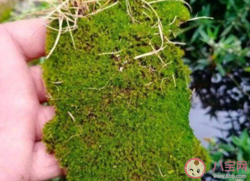 苔藓能吃吗 苔藓植物有什么作用 苔藓能吃吗 苔藓植物有什么作用