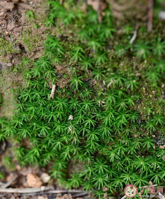 苔藓能吃吗 苔藓植物有什么作用 苔藓能吃吗 苔藓植物有什么作用