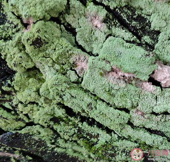 苔藓能吃吗 苔藓植物有什么作用 苔藓能吃吗 苔藓植物有什么作用