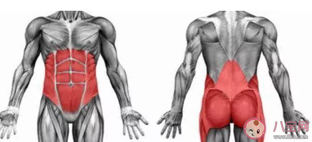 以下哪个部位的肌肉属于健身常炼的核心力量 蚂蚁庄园5月19日答案最新 以下哪个部位的肌肉属于健身常炼的核心力量 蚂蚁庄园5月19日答案最新