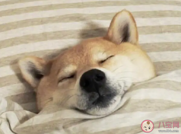 你有起床拖延症吗 如何克服起床拖延症