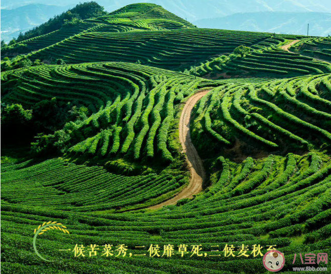 2022小满节气早安心语图片正能量说说 2022小满节气问候语心情句子