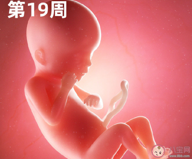 孕妇肚子越大胎儿也就越大吗 胎儿的大小和什么有关