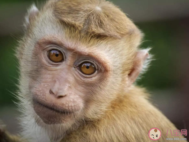 猴痘会传入中国吗 猴痘病毒会成为下一个天花吗