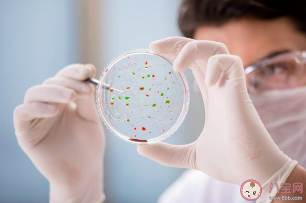 水痘和带状疱疹有什么区别 没得过水痘会得带状疱疹吗 水痘和带状疱疹有什么区别 没得过水痘会得带状疱疹吗