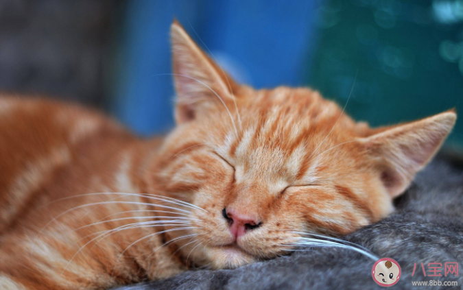 喵咪挑食是什么原因 喵咪挑食怎么办 喵咪挑食是什么原因 喵咪挑食怎么办