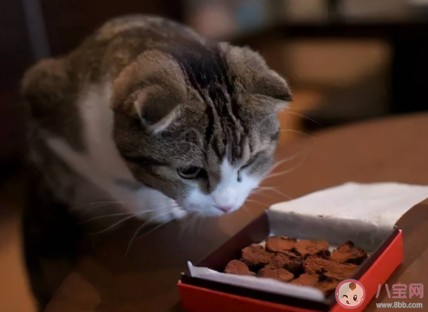 喵咪挑食是什么原因 喵咪挑食怎么办 喵咪挑食是什么原因 喵咪挑食怎么办