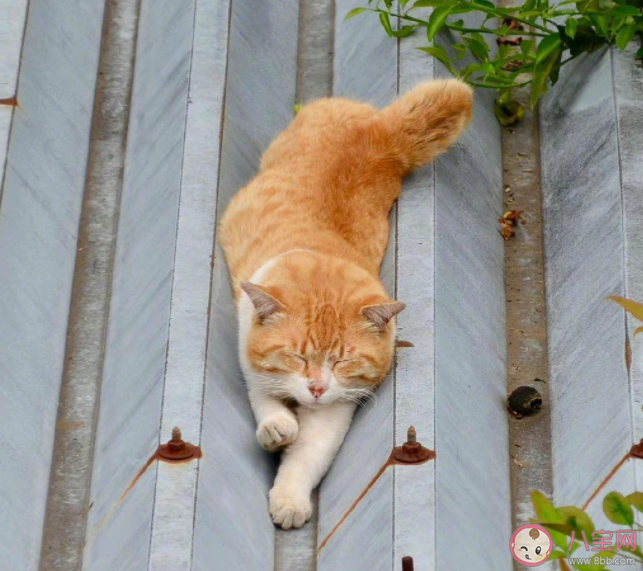 研究称家猫或能记住自己与朋友名字 猫咪能记住它的名字吗