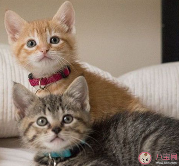 研究称家猫或能记住自己与朋友名字 猫咪能记住它的名字吗