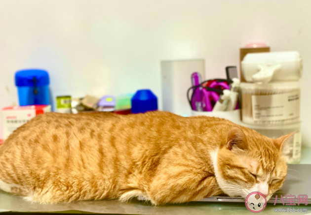 研究称家猫或能记住自己与朋友名字 猫咪能记住它的名字吗