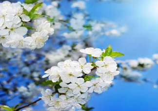 梨树出现二次开花现象是正常的吗 蚂蚁新村5月24日答案