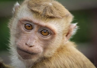 猴痘会传入中国吗 猴痘病毒会成为下一个天花吗