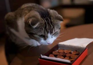 喵咪挑食是什么原因 喵咪挑食怎么办