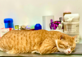 研究称家猫或能记住自己与朋友名字 猫咪能记住它的名字吗