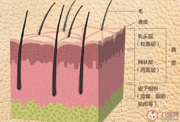 什么样的皮肤问题需要看医生 常见的皮肤问题有哪些