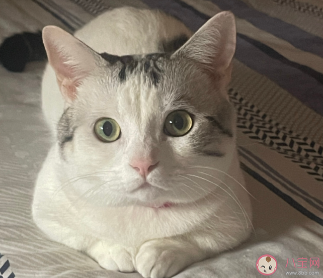 为啥这届年轻人都那么喜欢宠物 养猫好还是养狗好