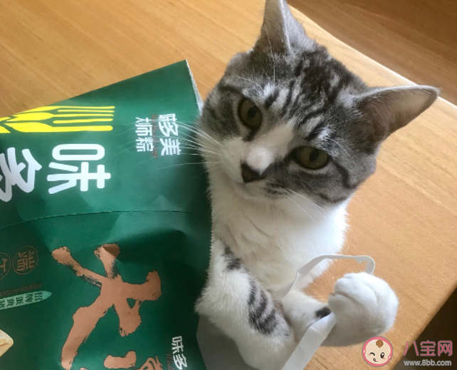 为啥这届年轻人都那么喜欢宠物 养猫好还是养狗好