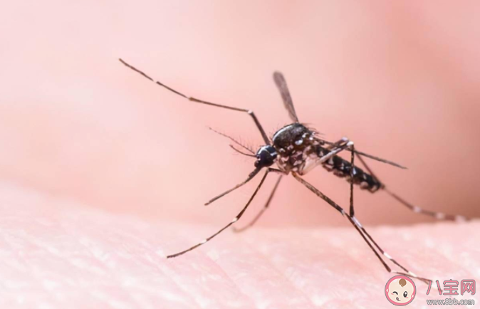 蚊子叮人也挑时间吗 为什么在黑夜也能找到人