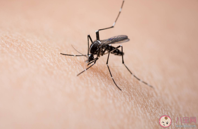 蚊子叮人也挑时间吗 为什么在黑夜也能找到人