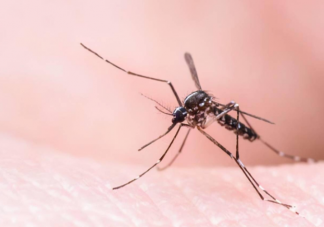 蚊子叮人也挑时间吗 为什么在黑夜也能找到人