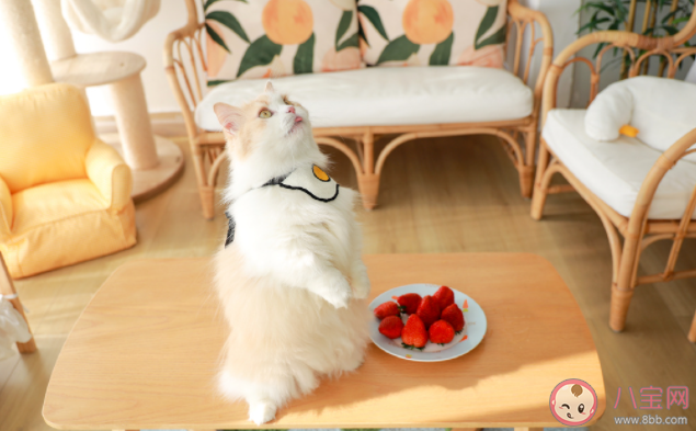 为何年轻人热衷家人式养宠 养宠物都有哪些好处