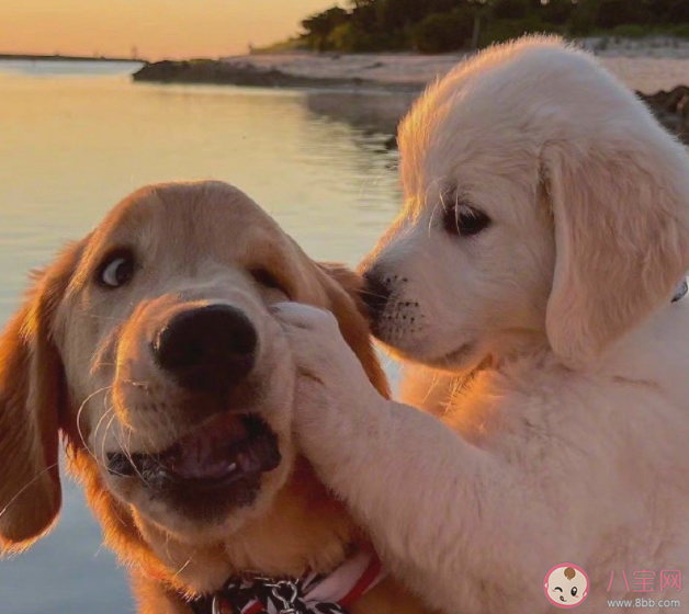 为何年轻人热衷家人式养宠 养宠物都有哪些好处