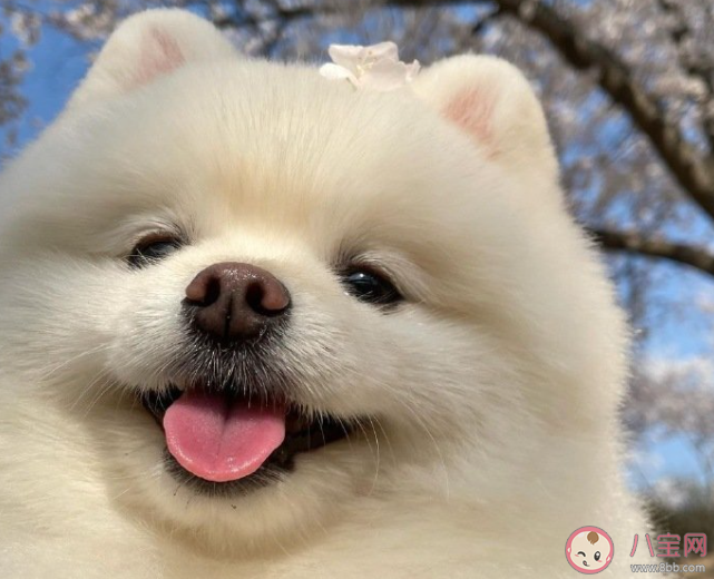 为何年轻人热衷家人式养宠 养宠物都有哪些好处