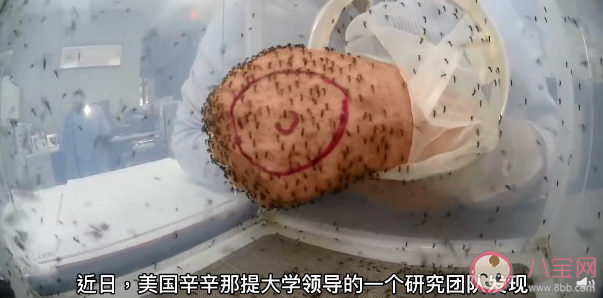 研究称蚊子睡眠不足不愿咬人 蚊子是什么时候睡觉