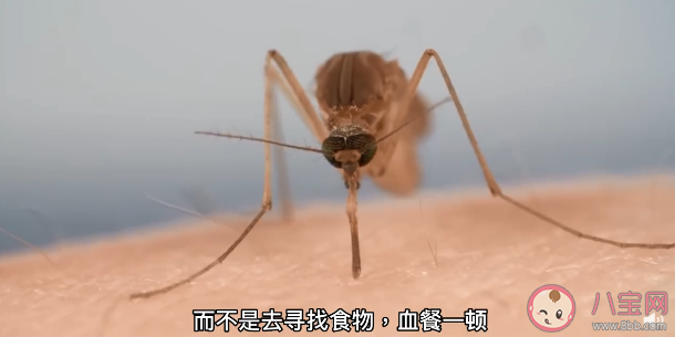 研究称蚊子睡眠不足不愿咬人 蚊子是什么时候睡觉