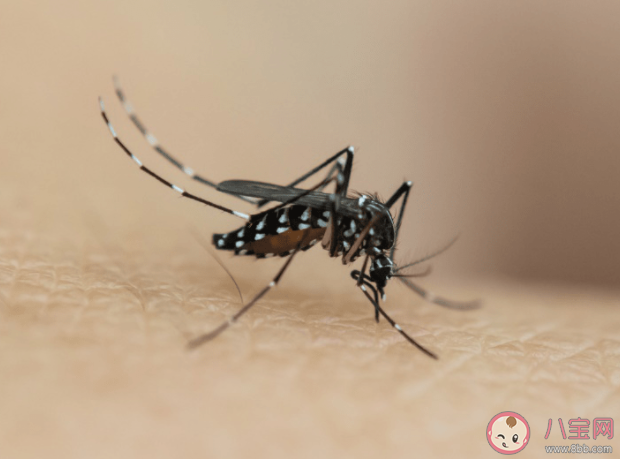 研究称蚊子睡眠不足不愿咬人 蚊子是什么时候睡觉