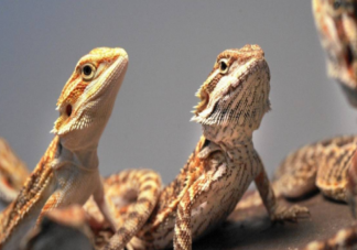 如何看待饲养异宠成热潮 养异宠有什么危害