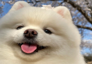 为何年轻人热衷家人式养宠 养宠物都有哪些好处