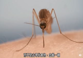 研究称蚊子睡眠不足不愿咬人 蚊子是什么时候睡觉