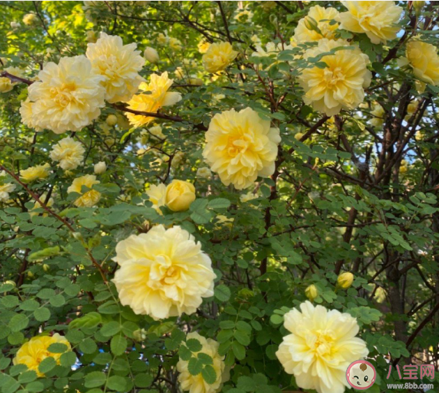 拼命努力的意义是什么 我们为什么要努力