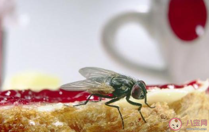 为什么下雨天时蚊子不会被雨滴砸死 蚂蚁庄园6月9日答案介绍